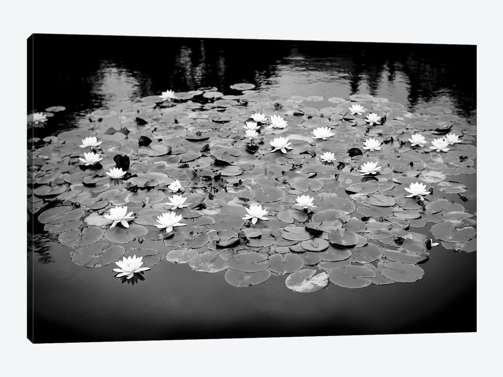 Lilly Pond by Stephen Hodgetts 1-piece Canvas Print
