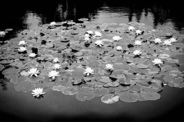 Water Lilies: Lilly Pond by Stephen Hodgetts