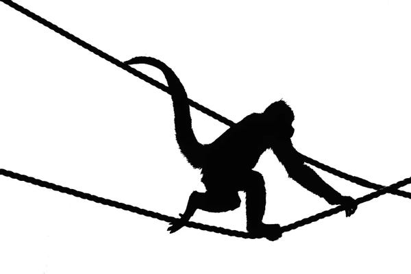 Monkeys: Monkey Study by Stephen Hodgetts