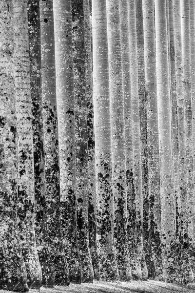 Sri Lanka: Palm Trees Kandy Sri Lanka by Stephen Hodgetts