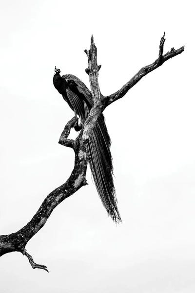 Stephen Hodgetts: Peacock - Sri Lanka by Stephen Hodgetts