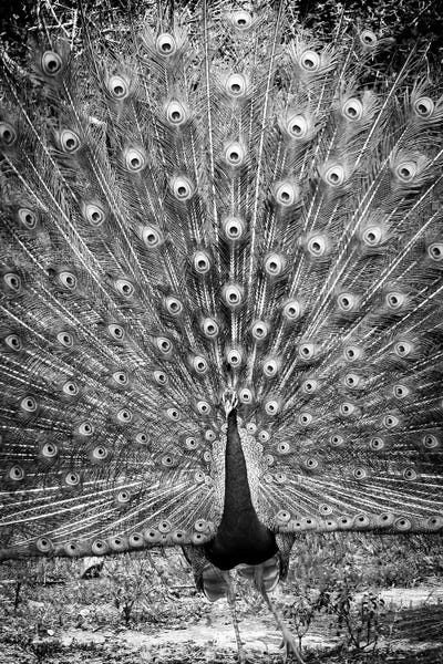 Peacock Yala National Park Sri Lanka by Stephen Hodgetts framed canvas print