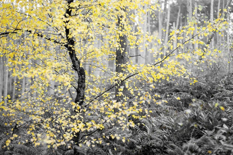 Autumn And Winter Tree by Stephen Hodgetts wall art