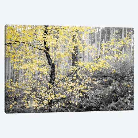 Autumn And Winter Tree Canvas Print #HDG5} by Stephen Hodgetts Canvas Artwork