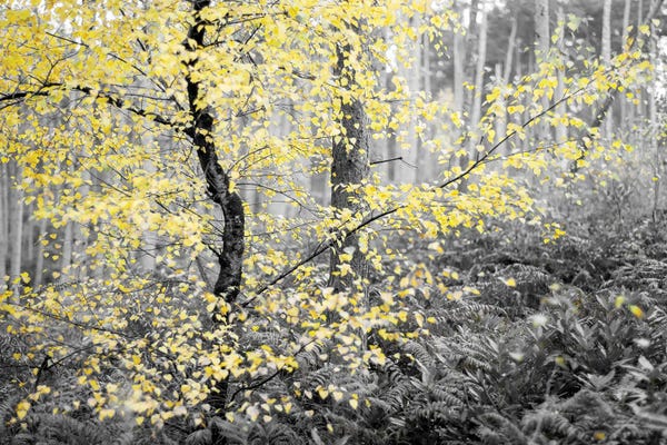 Stephen Hodgetts: Autumn And Winter Tree by Stephen Hodgetts