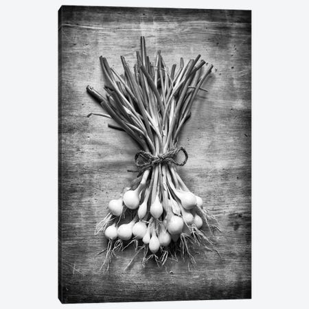 English Spring Onions Canvas Print #HDG61} by Stephen Hodgetts Canvas Artwork