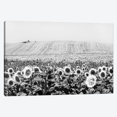 Sunflower Field Cadiz Canvas Print #HDG63} by Stephen Hodgetts Canvas Artwork