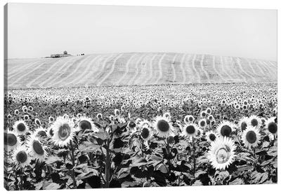 Sunflower Field Cadiz Canvas Art Print