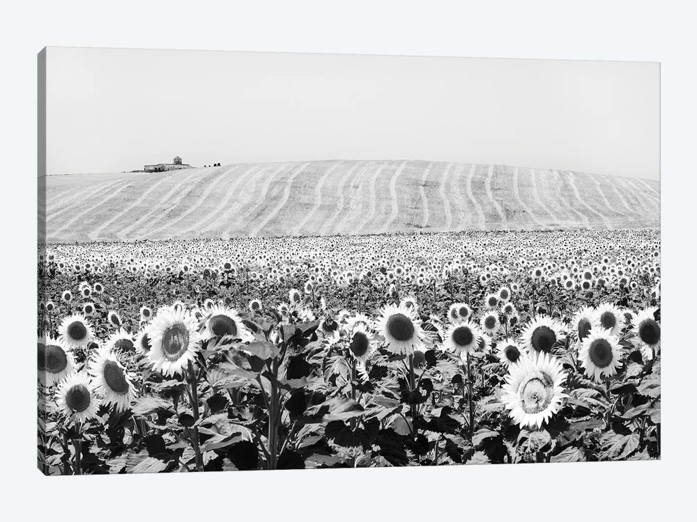 Sunflower Field Cadiz by Stephen Hodgetts 1-piece Canvas Artwork