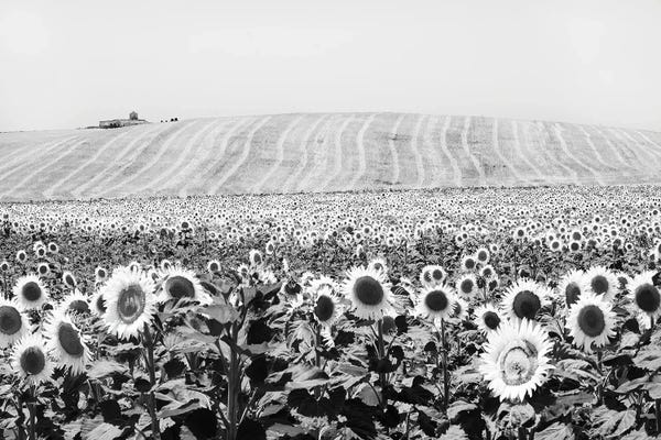 Stephen Hodgetts: Sunflower Field Cadiz by Stephen Hodgetts