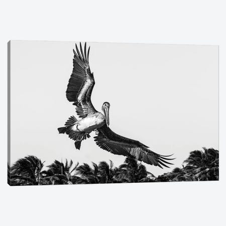 Pelican Coming In To Land Canvas Print #HDG64} by Stephen Hodgetts Canvas Art Print