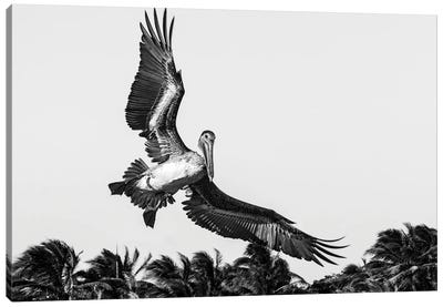Pelican Coming In To Land Canvas Art Print - Stephen Hodgetts