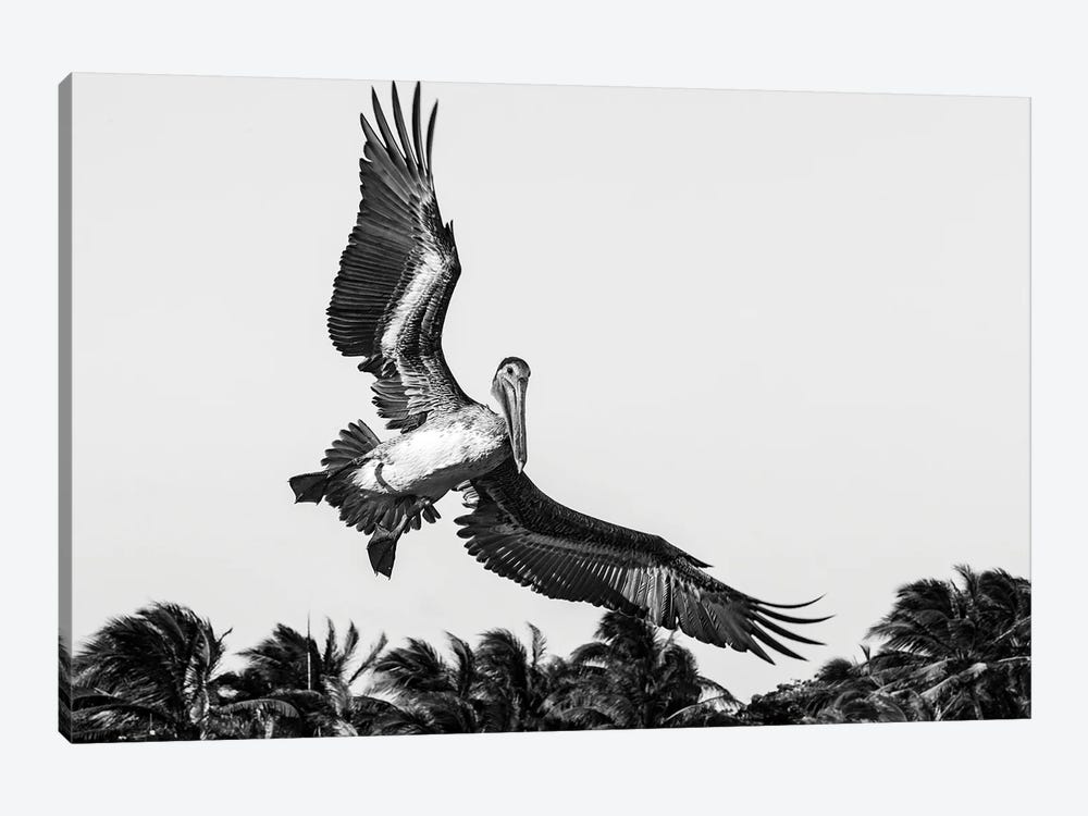 Pelican Coming In To Land by Stephen Hodgetts 1-piece Canvas Art Print