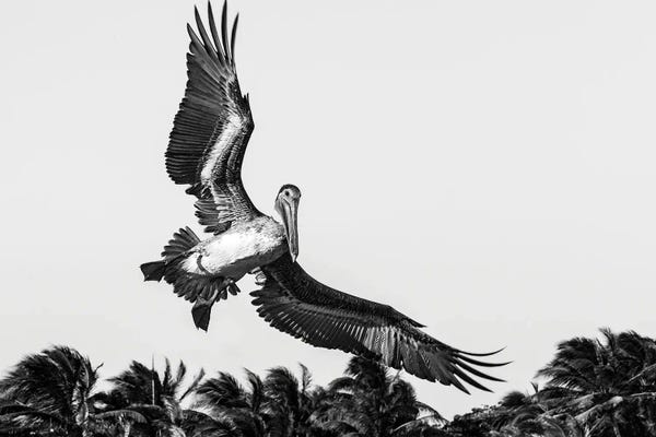 Pelicans: Pelican Coming In To Land by Stephen Hodgetts