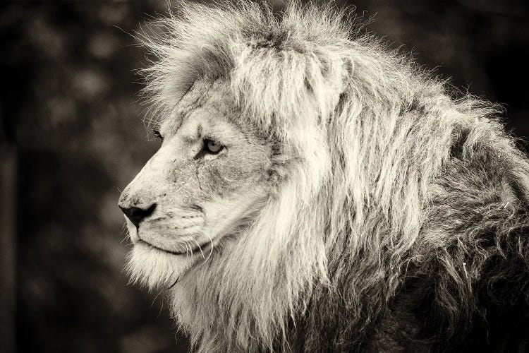 Male Lion