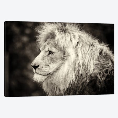 Male Lion Canvas Print #HDG65} by Stephen Hodgetts Canvas Print