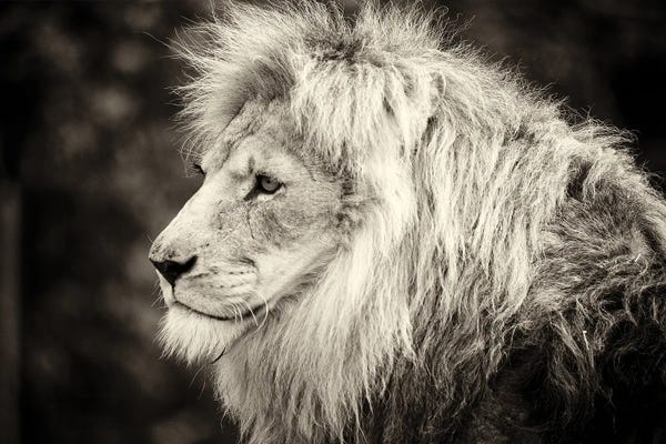 Fine Art Print: Male Lion by Stephen Hodgetts