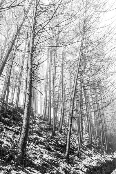 Wildboarclough Winter Woods by Stephen Hodgetts canvas print