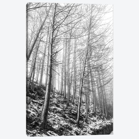 Wildboarclough Winter Woods Canvas Print #HDG76} by Stephen Hodgetts Canvas Art