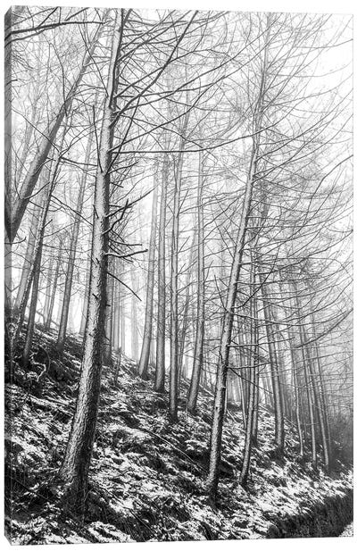 Wildboarclough Winter Woods Canvas Art Print - Stephen Hodgetts