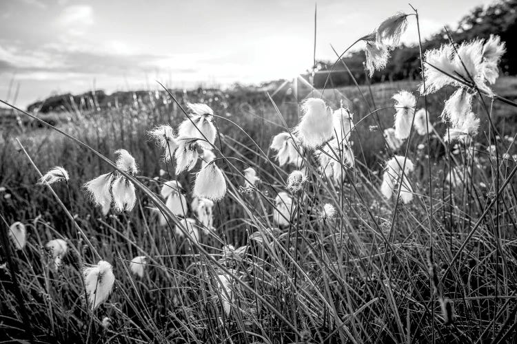 Bog Cotton Scotland