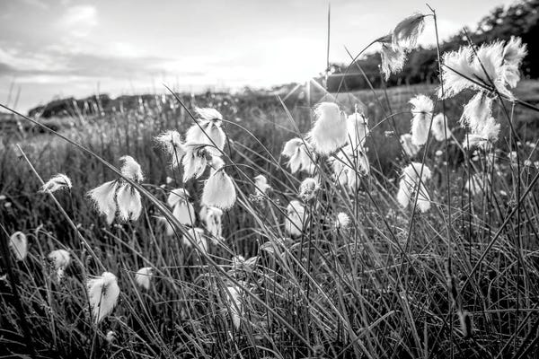Scotland: Bog Cotton Scotland by Stephen Hodgetts