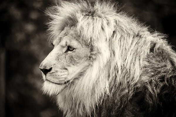 Male Lion Vintage Print