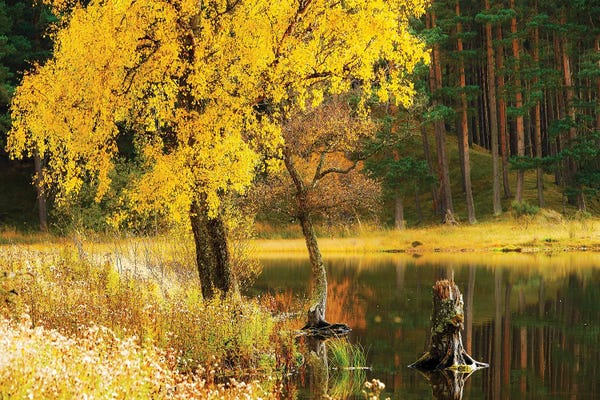 Scotland: Autumn In Scotland by Stephen Hodgetts