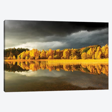 Autumn Tree Panoramic Canvas Print #HDG89} by Stephen Hodgetts Canvas Wall Art