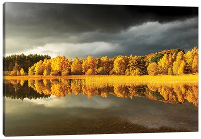Autumn Tree Panoramic Canvas Art Print - Sepia Photography