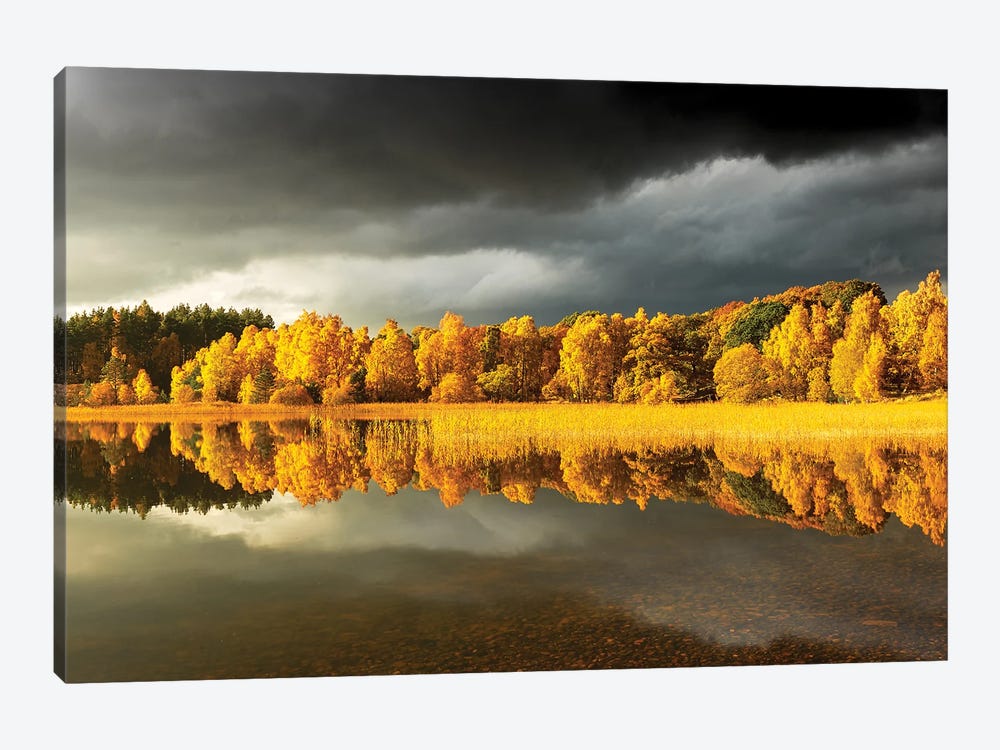 Autumn Tree Panoramic by Stephen Hodgetts 1-piece Canvas Art