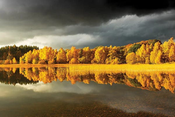 Scotland: Autumn Tree Panoramic by Stephen Hodgetts