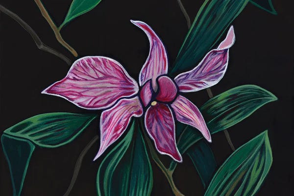 Purple Orchid