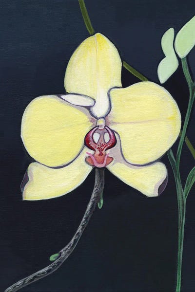 Hidden Hale - Canvas Prints: Yellow Orchids