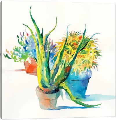 Succulent Trio I Canvas Art Print
