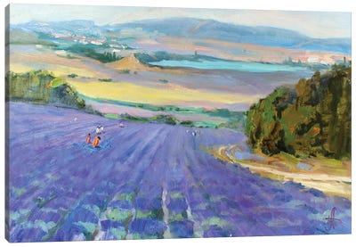 Lavanda Canvas Art Print - Lavender Art