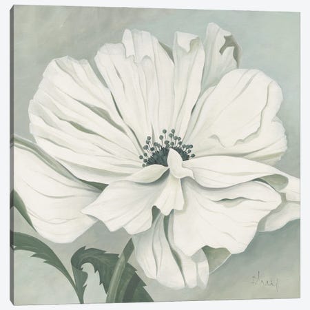 White Poppy Canvas Print #HEI17} by Franz Heigl Canvas Print