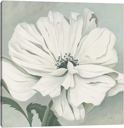 White Poppy Canvas Art Print - Franz Heigl