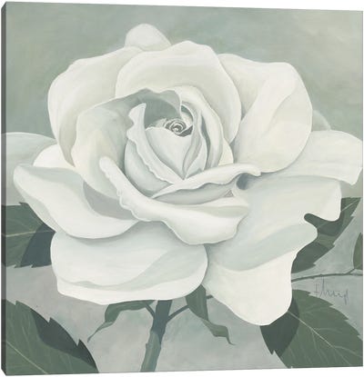 Rose One Canvas Art Print - Franz Heigl