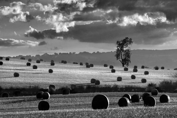 Rolls Of Hay