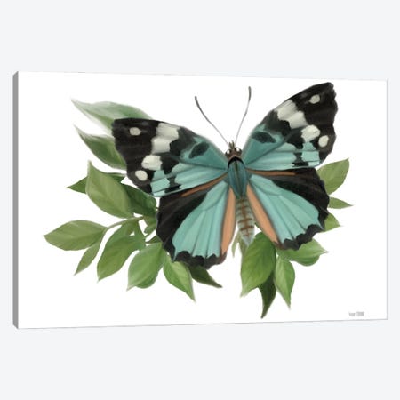 Botanical Butterfly Common Gem Canvas Print #HFE100} by House Fenway Canvas Print