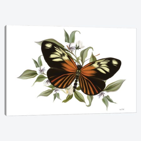 Botanical Butterfly Heliconius Canvas Print #HFE101} by House Fenway Canvas Print
