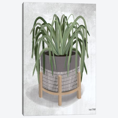 Spider Plant Canvas Print #HFE17} by House Fenway Canvas Print