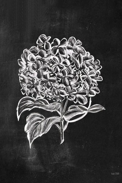 Botanical Illustrations: Chalkboard Wildflower III by House Fenway