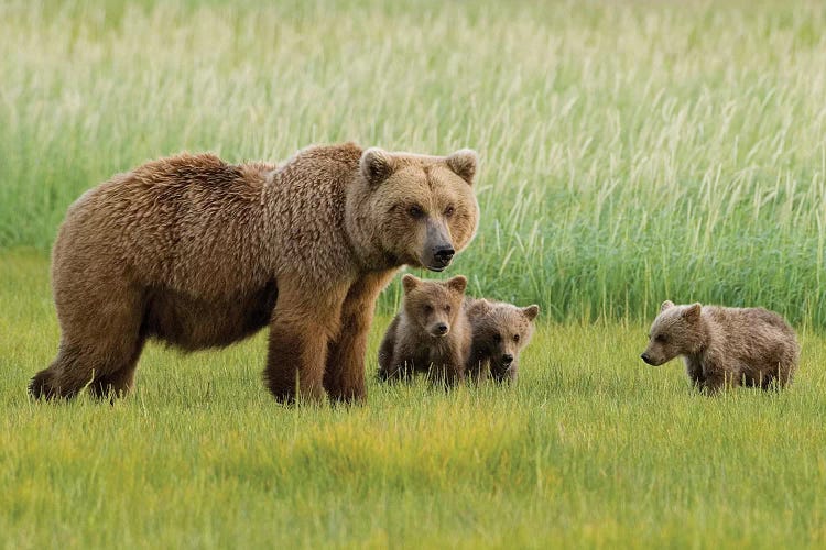 Alaskan Brown Bear Sow And Three Cubs Grazing In Meadow, Katmai National Park, Alaska