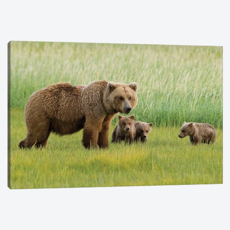 Alaskan Brown Bear Sow And Three Cubs Grazing In Meadow, Katmai National Park, Alaska Canvas Print #HGA3} by Howie Garber Canvas Wall Art