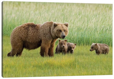 Alaskan Brown Bear Sow And Three Cubs Grazing In Meadow, Katmai National Park, Alaska Canvas Art Print