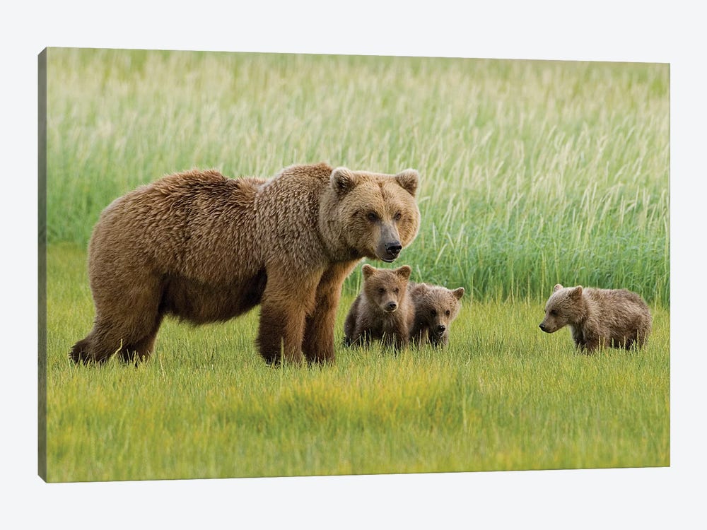 Alaskan Brown Bear Sow And Three Cubs Grazing In Meadow, Katmai National Park, Alaska by Howie Garber 1-piece Canvas Art Print