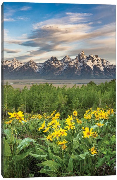 USA, Wyoming. Arrowleaf Balsamroot Wildflowers And Aspen Trees, Grand Teton National Park. Canvas Art Print