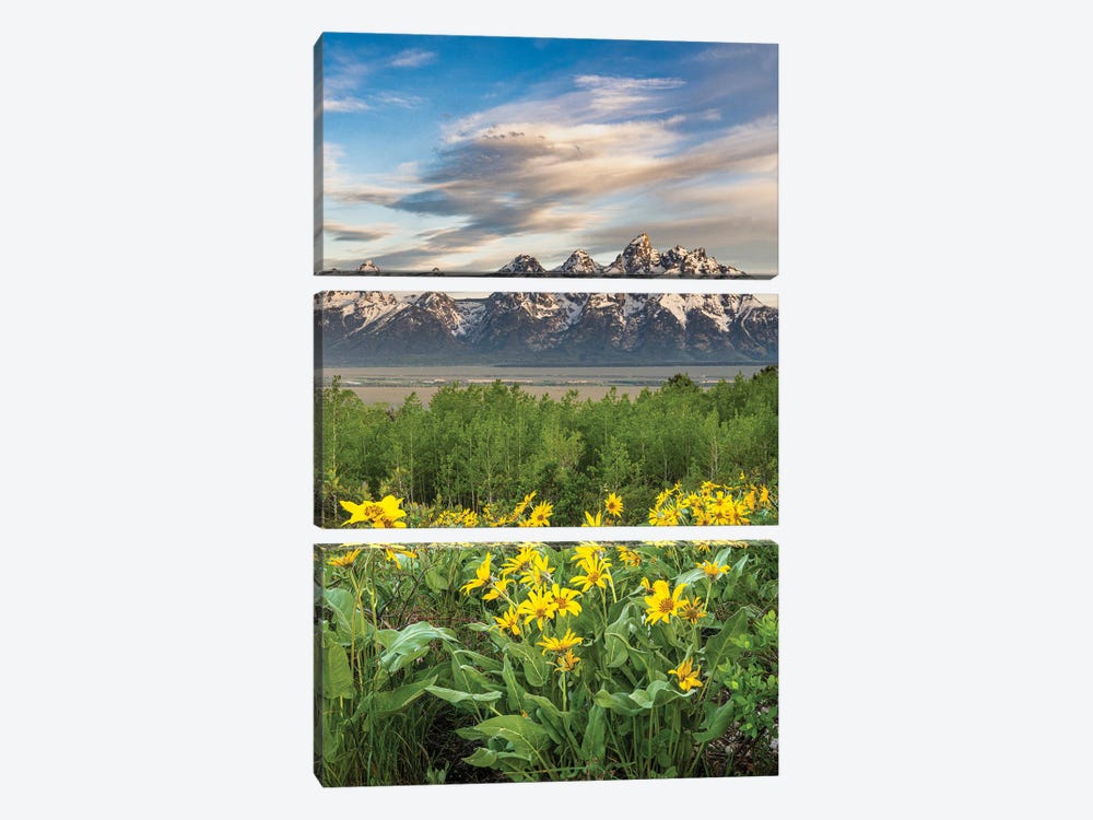 USA, Wyoming. Arrowleaf Balsamroot Wildflowers And Aspen Trees, Grand Teton National Park. by Howie Garber 3-piece Canvas Artwork